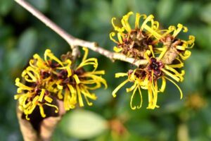 rain garden with witch hazel